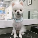 해피하비 이미지