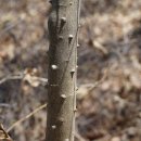 산초나무 Zanthoxylum schinifolium Siebold & Zucc. 이미지