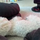 댕댕'sweet 이미지