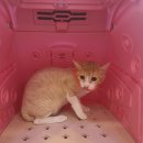 고양이무마취미용 냥지곤지 이미지