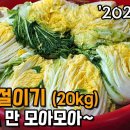 소금 비율~ 기초만 알면 100포기도 담을 수 있다. 자세히 실패없는 배추절이기. 이미지