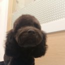 애견미용샵 조이 이미지