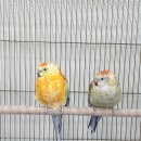 금산목장 이미지