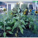 해바라기주유소 이미지