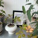 고려종합비료 이미지