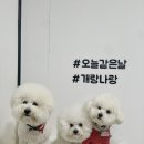 개랑나랑 네이버블로그