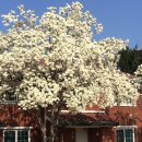 목련 어린이공원 이미지