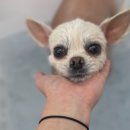 쁘띠아키 이미지