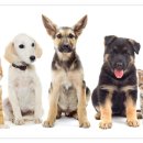 사랑애완동물병원 이미지