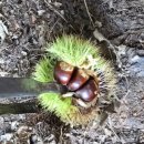 계수농장 | 서울근교 아이랑 가을 밤줍기 체험 나들이 시흥 계수밤농장 예약 후기