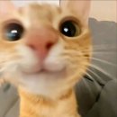 현대떡집 이미지
