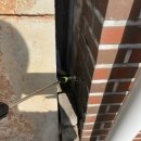 삼가1통마을회관 | 먼지다듬이 원인 찾고 확실히 잡은 후기 (전원주택 창고 벌레 퇴치)