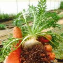 마카마카 카카오 검색결과