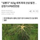 "심봤다" 415g 세계 최대 산삼 발견…감정가 6억8천만원 이미지