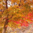 커피인(coffeein) 이미지