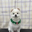 탱스땡스 이미지