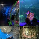 D00008 | 아이랑 국내호캉스 소노캄 고양 조식 셰프스키친/일산 아쿠아플라넷