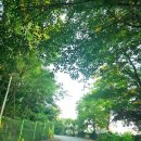 정재초교길 이미지