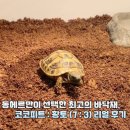 거북산당 | 동헤르만 육지거북 사육장 바닥재 먹이그릇 교체 후기 - 코코피트 황토 / 편석