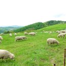 큰언덕목장 이미지