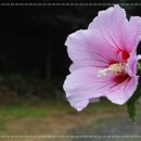 삼일복권 이미지