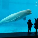 벨루가 이미지
