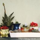 알로애 꽃집 이미지