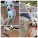 몽이펫 | 🐾 4박 5일 일본 여행 동안 몽이를 맡긴 곳 – 펫플래닛 이용후기