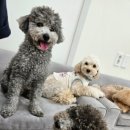 펫하우스애견 이미지