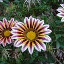 가자니아 이미지