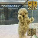 나라애견본점 이미지