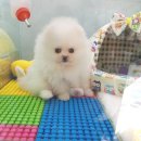 블루독 애견샵 이미지