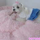 파트라슈 이미지