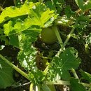 햇살품은 김치 이미지