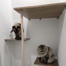 리디아 동물병원 이미지