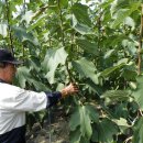 삼호농장3 이미지