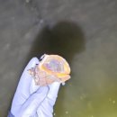 하이플레임 스테이 이미지