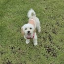 놀다가개유치원 이미지