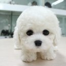 프리제(frise) 이미지