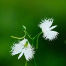 군서 | 해오라비 난초 - 박군서