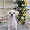 우리동네 펫샵 이미지