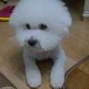 행복한 펫 살롱 이미지