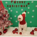 일산애견호텔 강아지유치원 맘바이일산점 이미지