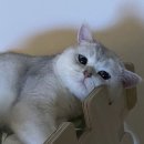 짝꿍댕이 네이버블로그