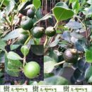 수원예조경 - 과천시 중앙로 317 | 수원예조경