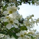 (주)금강피씨 | 길봉섭교수님에 대하여