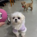 이지벅스