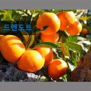 드렌도트 민박 네이버블로그