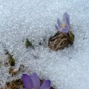 샤프란(雪中花) 이미지
