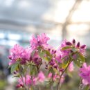 아침고요 이미지